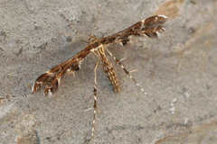 Oxyptilus parvidactyla