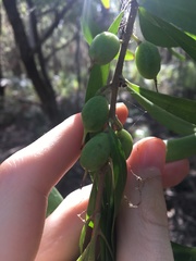 Persoonia lanceolata