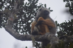 Propithecus diadema