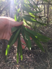 Persoonia lanceolata
