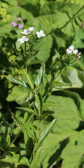 Epilobium alpestre