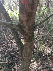 Persoonia lanceolata