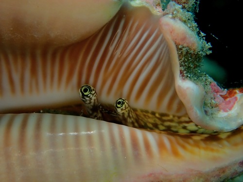 Millipede Spider Conch