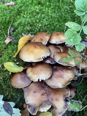 Fungi