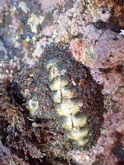 Plaxiphora obtecta