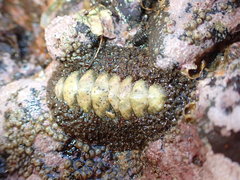 Plaxiphora obtecta