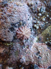 Patelloida corticata