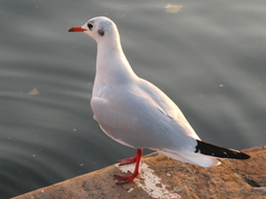 Chroicocephalus ridibundus
