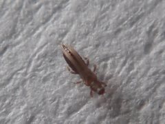 Echinothrips americanus