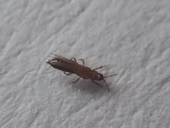 Echinothrips americanus