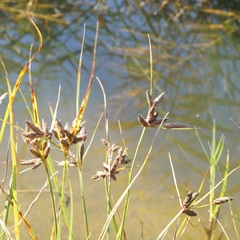 Bolboschoenus glaucus