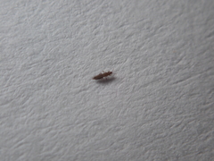 Echinothrips americanus