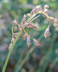 Schoenoplectus litoralis