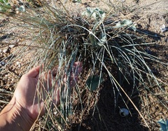 Thinopyrum bessarabicum