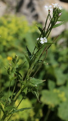Epilobium alpestre