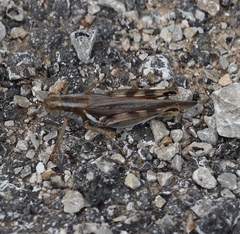 Melanoplus packardii