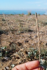 Thinopyrum bessarabicum