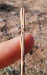 Thinopyrum bessarabicum