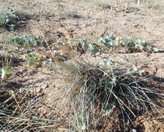 Thinopyrum bessarabicum