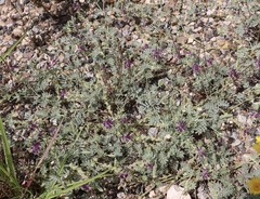 Dalea lanata