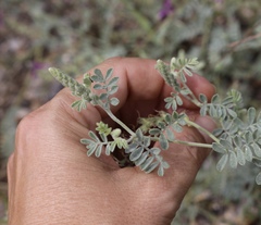 Dalea lanata