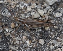 Melanoplus packardii