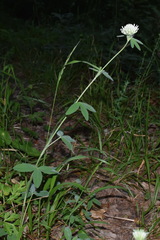 Trifolium caucasicum
