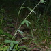 Trifolium caucasicum - Photo (c) Вадим, osa oikeuksista pidätetään (CC BY-NC), lähettänyt Вадим