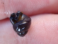 Micrelenchus tessellatus