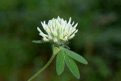 Trifolium caucasicum