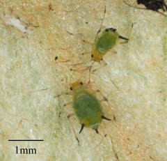 Aphis