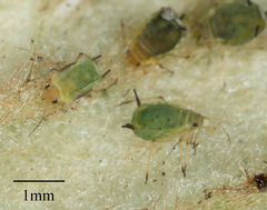 Aphis