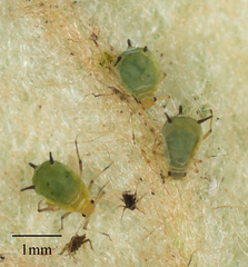 Aphis