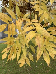 Fraxinus excelsior