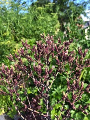 Lactuca sativa longifolia