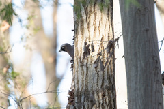Garrulus glandarius japonicus