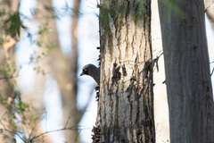 Garrulus glandarius japonicus