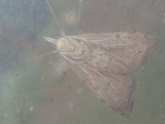 Udea ferrugalis