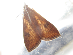 Udea ferrugalis