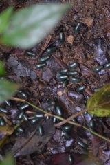 Zoosphaerium neptunus