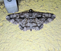 Peribatodes umbraria