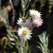 Sewejaartjie Chafflower - Photo (c) Rebecca Ryen, some rights reserved (CC BY-SA), uploaded by Rebecca Ryen