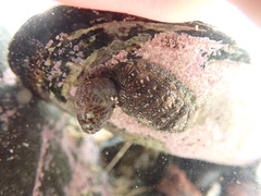 Micrelenchus tessellatus