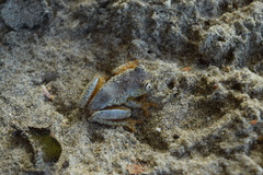Heterixalus madagascariensis