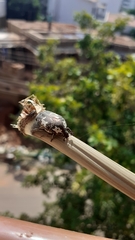 Protaetia aurichalcea