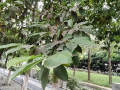 Magnolia chapensis