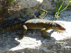 Pseudocordylus microlepidotus