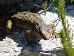 Pseudocordylus microlepidotus