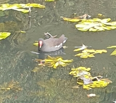 Gallinula chloropus