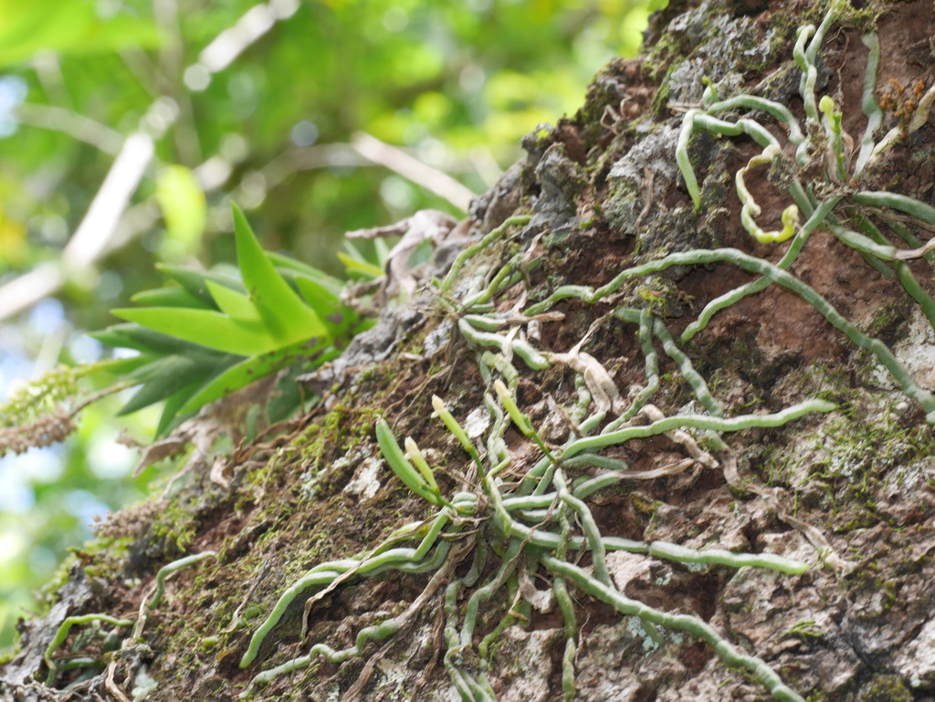 Ribbonroot Orchids